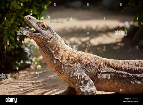 Le Dragon De Komodo Ou Moniteur De Komodo Varanus Komodoensis Bali