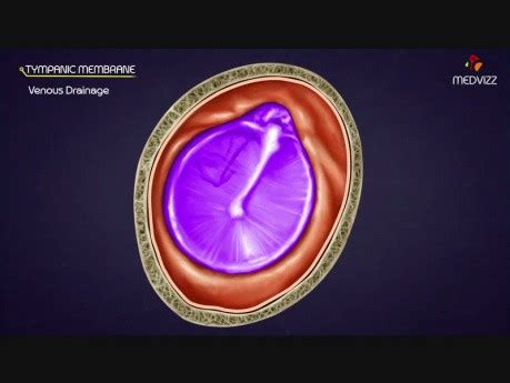 Tympanic Membrane MEDtube Net