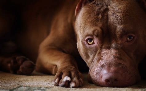 American Pit Bull Terrier Breed Info and Care
