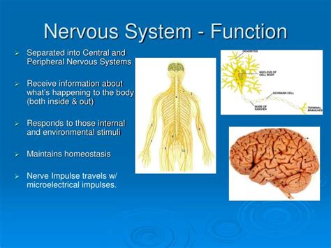 Nervous System Anatomy And Function