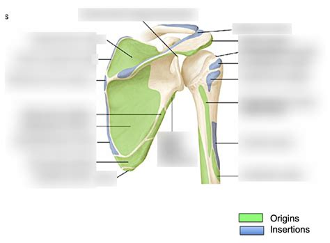 Origins And Insertions Of The Right Shoulder Posterior View Diagram