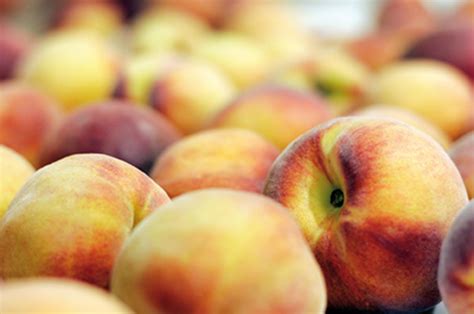 Arranca la campaña de fruta de hueso con buena calidad y calibres