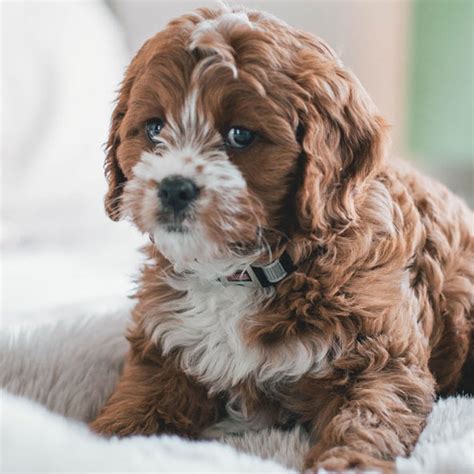 1 Cavapoo Puppies For Sale By Uptown Puppies