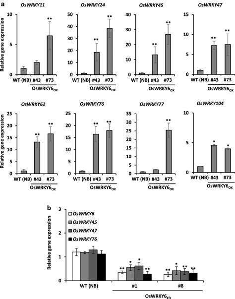 Gene Expression Of Oswrkys In Oswrky Overexpression Ox And Knockdown