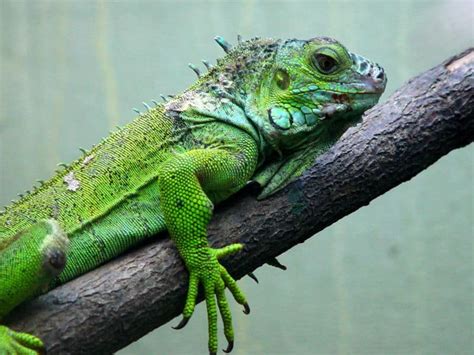 Iguana Animal Facts | Iguana Iguana | AZ Animals