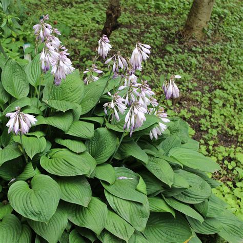 Hosta Plants For Sale Online at Frank Duke blog