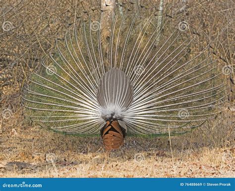 Rear View Of A Peacock Displaying Stock Image Image Of Blue Display