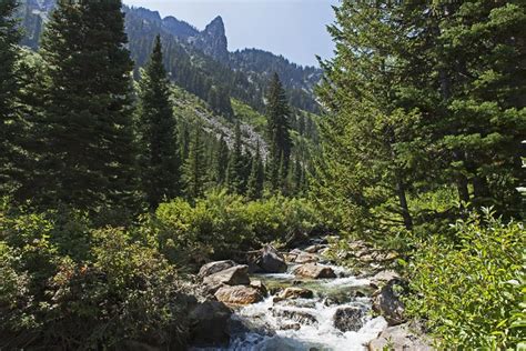 The Best Wildlife In Yellowstone Grand Teton National Parks Classic