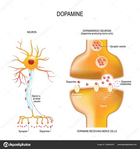 Dopamine. closeup presynaptic axon terminal, synaptic cleft, and Stock ...