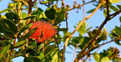 Ohia Lehua Big Island Mythology Hawaii