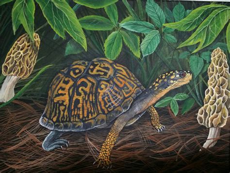 Best Eastern Box Turtle Images On Pholder Turtle Herpetology And