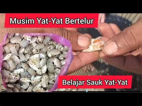 Segari Pantai Remis Perak Yat Yat Yuyutuk Lipas Laut Camping