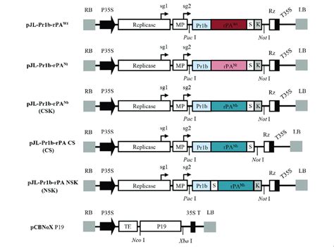 Schematic Representation Showing The T Dna Region Of The Various