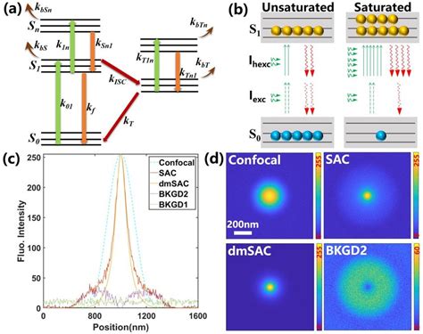 The Rationale Of Dual Modulation Saturated Absorption Competition