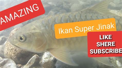 Amazing Ikan Larangan Super Jinak Di Pasaman Timur Youtube