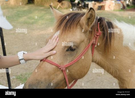 Touching The Horse Stock Photo Alamy