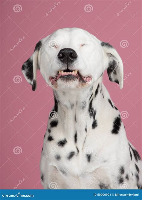 Dalmatian Dog Smiling Stock Image Image Of Eyes Spots 50906991