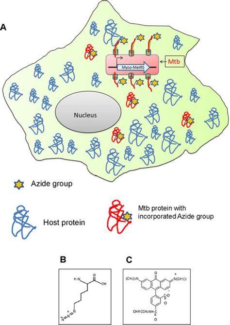 Overview Of The Method A Schematic Depicting Infected Host Download Scientific Diagram