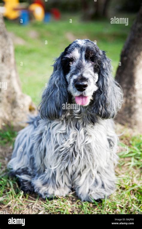 Portrait of a cocker spaniel blue roan colour Stock Photo - Alamy