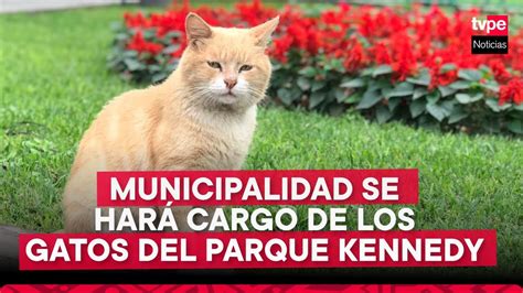 Cuidado de los GATOS del PARQUE KENNEDY estará a cargo de la