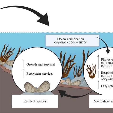 Habitat Forming Species Such As Macroalgae And Seagrasses Can Form