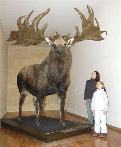 The Extinct Giant Irish Elk Was A Unit R Absoluteunits