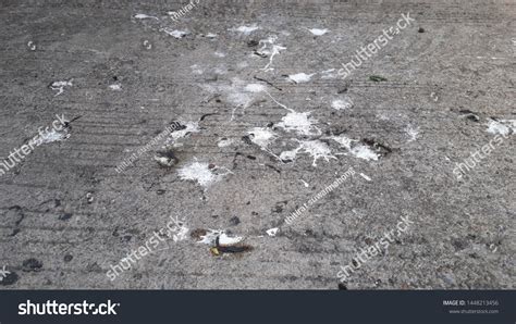 Texture Bird Feces On Cement Ground Stock Photo 1448213456 Shutterstock