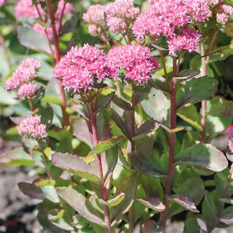 Szkółka Bylin Dobrepole Sedum Spectabile Munstead Dark Red