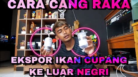 Cara Ekspor Ikan Cupang Ke Luar Negri Youtube