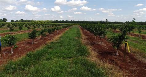 Fundecitrus Instala Dois Experimentos Sobre Greening No Campo