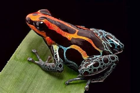 Kecil Namun Mematikan Inilah 4 Katak Dan Kodok Paling Beracun Di Dunia