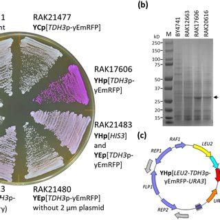 Yhp Plasmid Construction By The Threefragment Gaprepair Method The