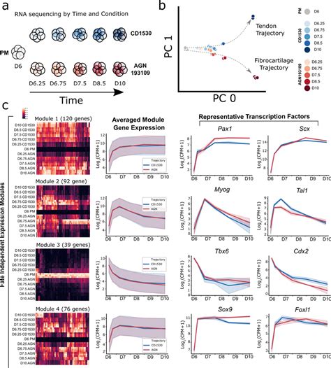 Transcriptional profiling and trajectory analysis by RNA sequencing ... 