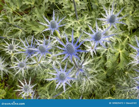 sea holly eryngium  zabelii big blue stock photo image  nature