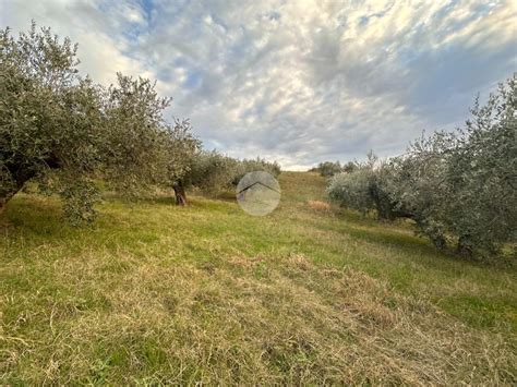 Ter Agricolo In Vendita Terreno In Vendita Rif 60841046 Agenzia