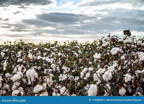 Fondo Di Struttura Della Piantagione Del Campo Del Cotone Immagine