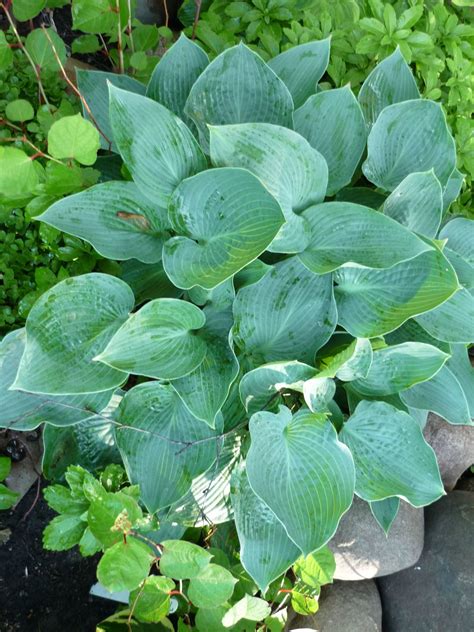 Хоста гибридная Blue Boy (Hosta hybrida Blue Boy)