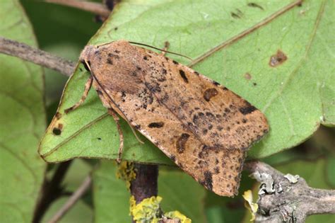 Beaded Chestnut Agrochola Lychnidis Norfolk Moths The Macro And