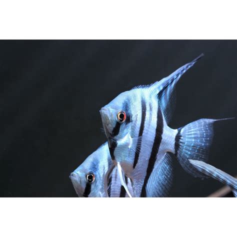 Pterophyllum Scalare Belem Blue Sky Blauer Skalar Cm Dnz