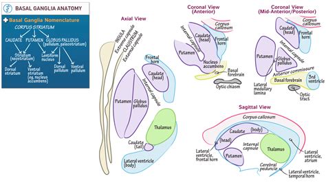 Neuroanatomy: Basal Ganglia Anatomy | ditki medical & biological sciences