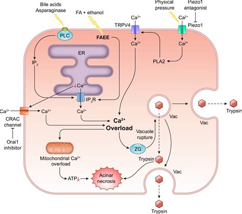 The Roles Of Calcium And Atp In The Physiology And Pathology Of The