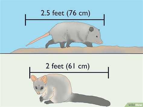 Possum Vs. Opossum: Simple Ways to Spot the Difference