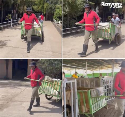 Kenyans Co Ke On Twitter Senator Ledama Olekina Working At His Farm