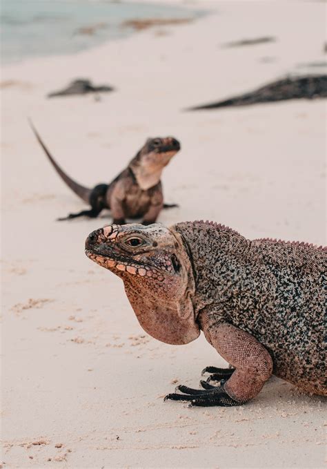 Top 10 Interesting Facts About the Bahamas and places to stay in the