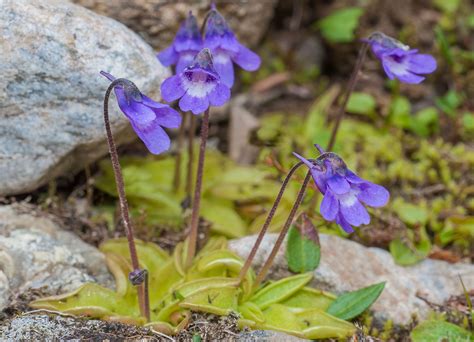 Butterwort | Description, Carnivorous Plant, Leaves, Species, & Facts ...