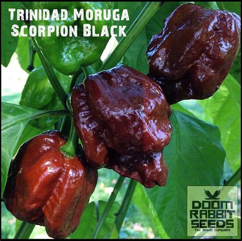 Trinidad Moruga Scorpion Black Chilisamen Capsicum Chinense