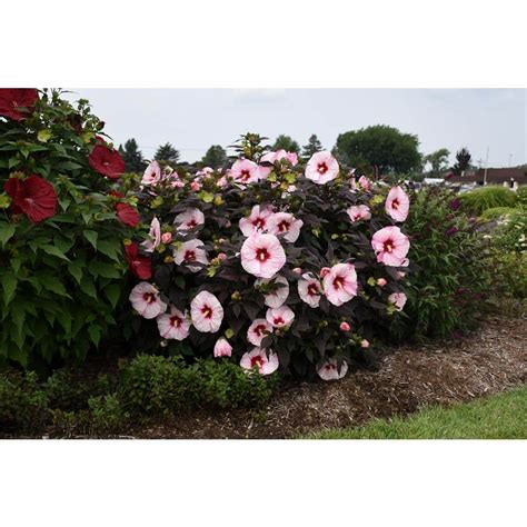 Proven Winners Gal Summerific Perfect Storm Perennial Hibiscus Shrub