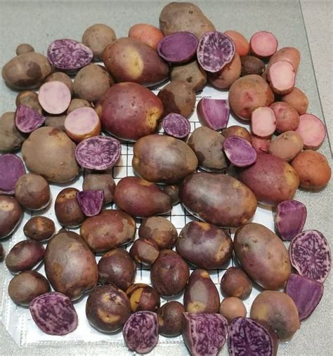 Russet Potato Seeds Tps True Potato Seeds Russet Yellow Mix