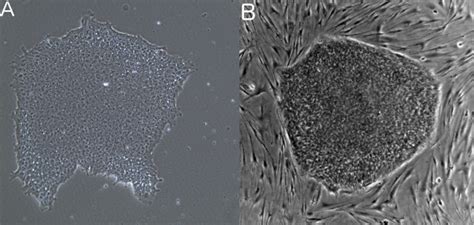 Pluripotent Stem Cells Morphology Labster