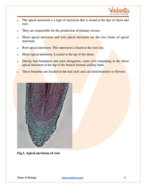 Solution Anatomy Of Flowering Plants Revision Notes For Class 11